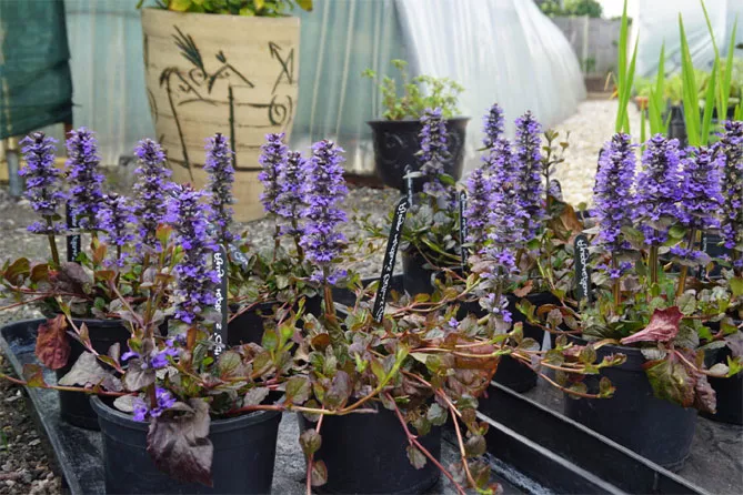 Живучка (Ajuga) - трав'яниста рослина