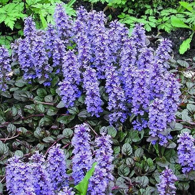 Живучка (Ajuga) - трав'яниста рослина