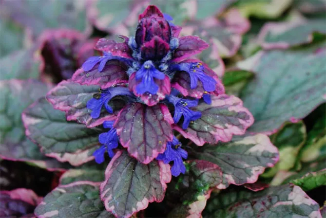 Живучка (Ajuga) - трав'яниста рослина