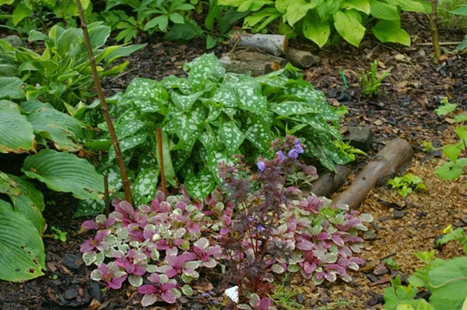 Живучка (Ajuga) - трав'яниста рослина