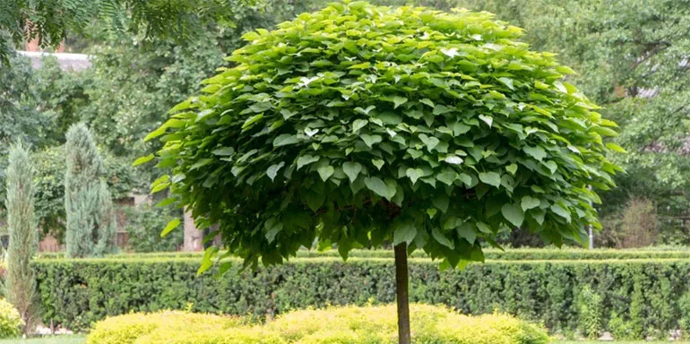 Катальпа (Catalpa Scop)