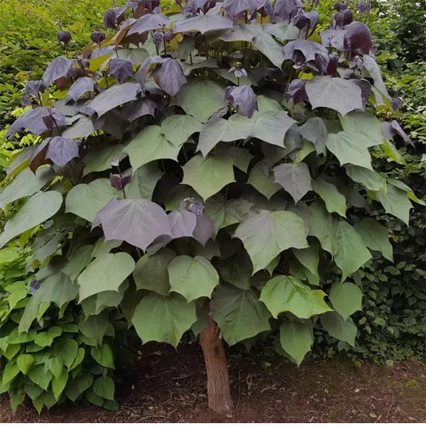 Гібрид Catalpa × erubescens