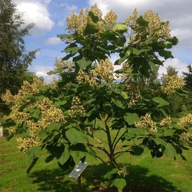 катальпа яйцеподібна (Catalpa ovata)