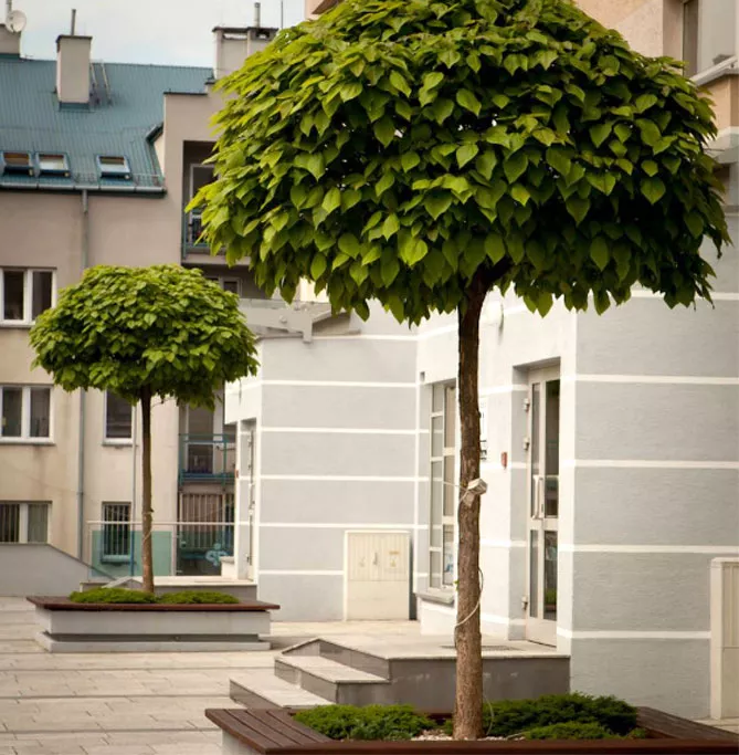 Катальпа, Сорт "Нана"