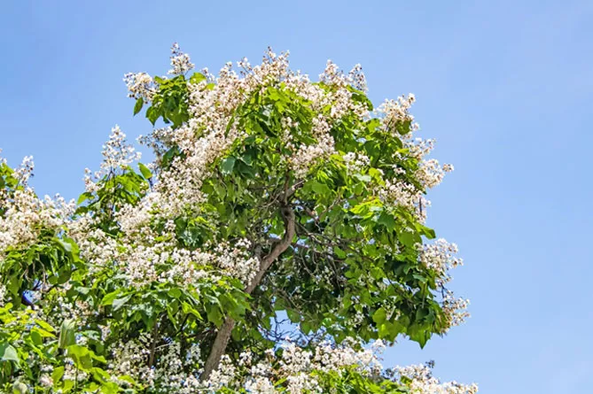 Катальпа (Catalpa Scop)
