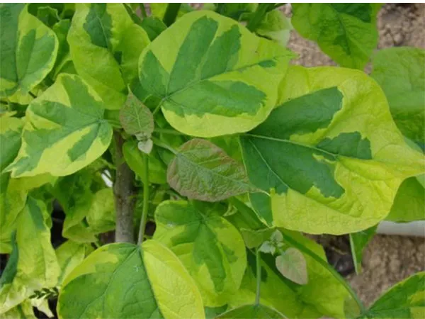 "Варієгата" Variegata