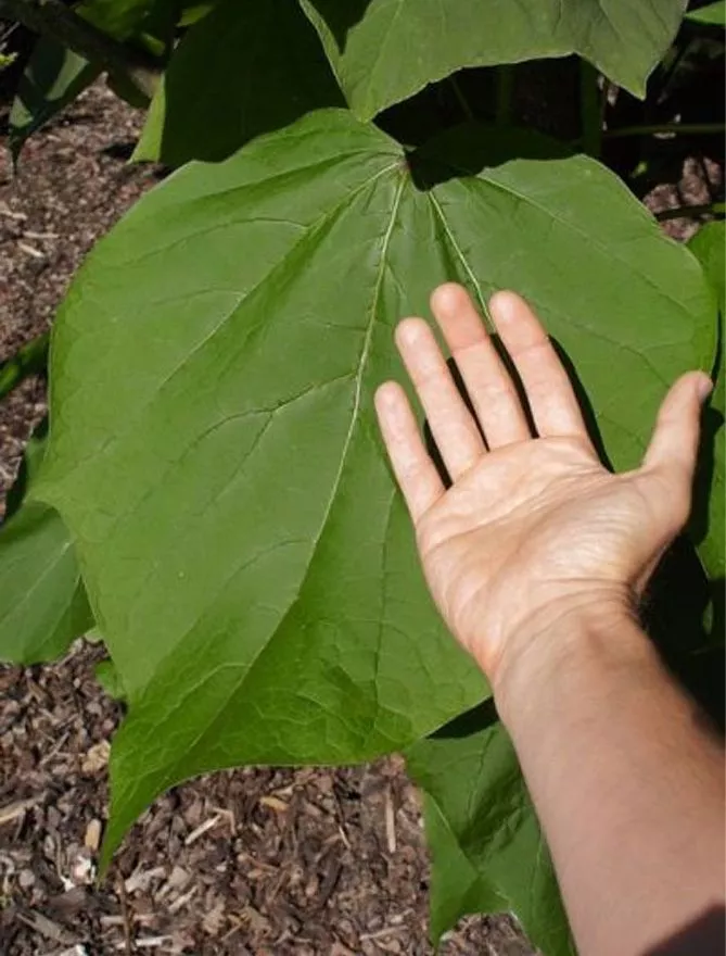 катальпа прекрасна (Catalpa speciosa)