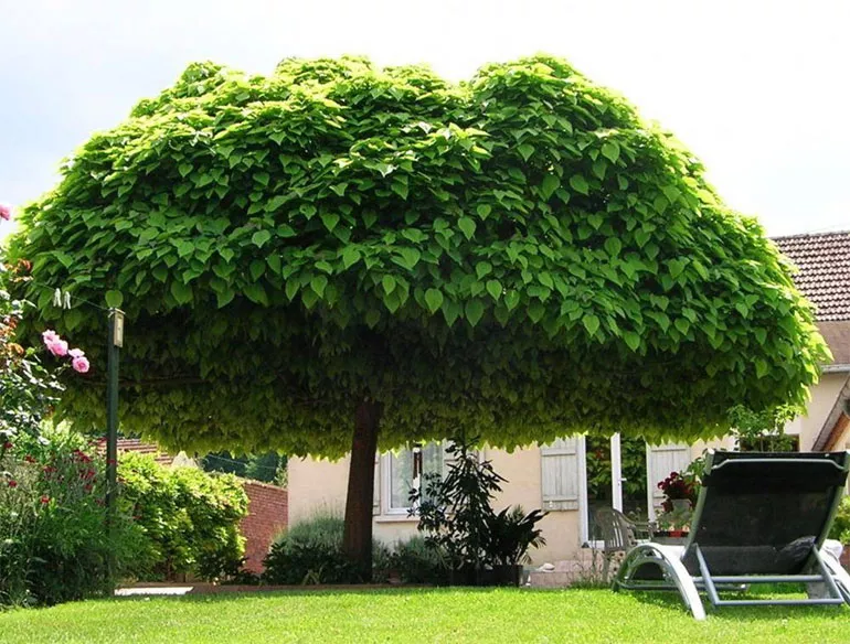 Катальпа (Catalpa Scop)