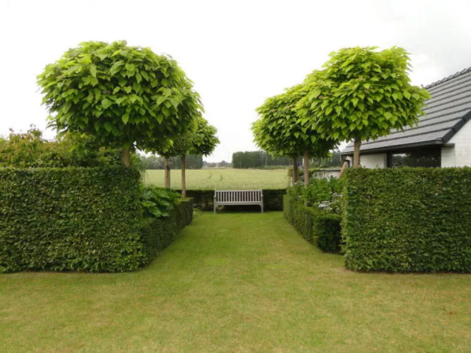 Катальпа, щеплена на стовбурі