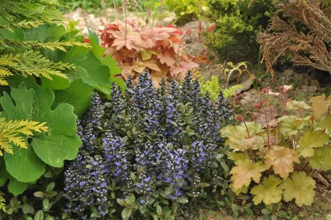 Живучка (Ajuga) - трав'яниста рослина