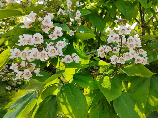 Катальпа (Catalpa Scop)