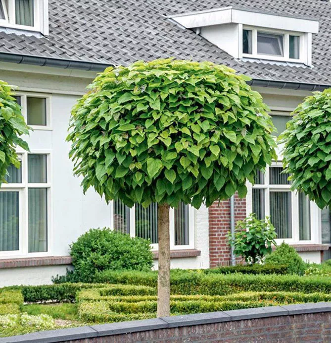 Катальпа, Сорт "Нана"