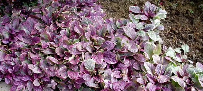 Живучка (Ajuga) - трав'яниста рослина