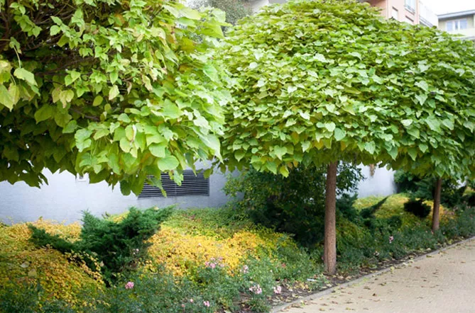 Катальпа, Сорт "Нана"