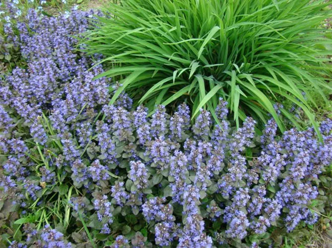 Живучка (Ajuga) - трав'яниста рослина