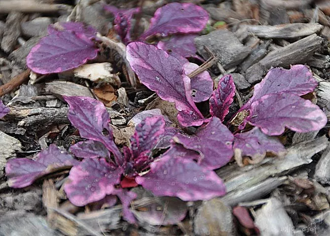 Живучка (Ajuga) - трав'яниста рослина