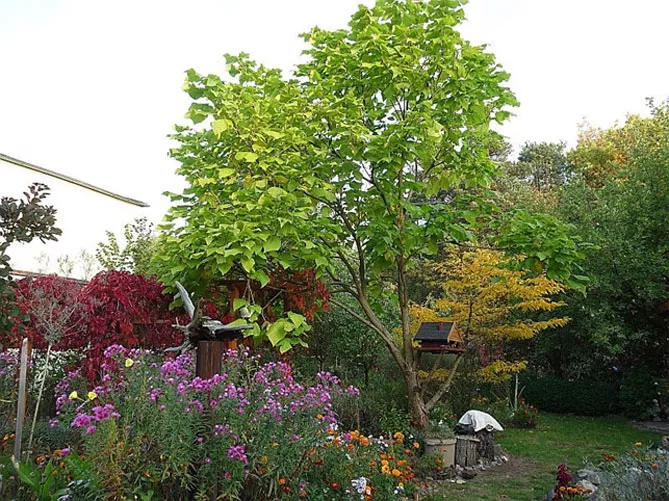 Катальпа в саду