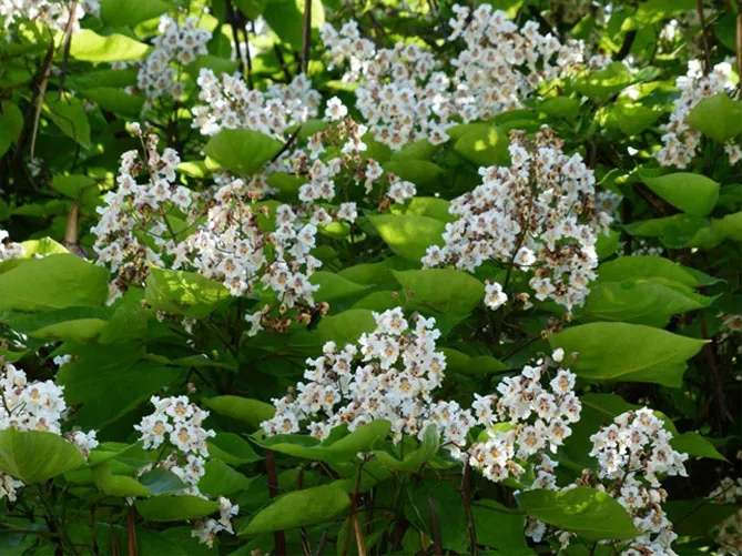 Катальпа (Catalpa Scop), квіти катальпи медоносні