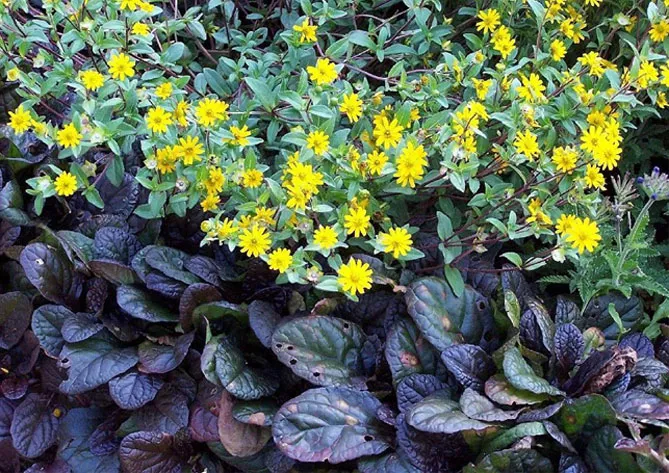 Живучка (Ajuga) - трав'яниста рослина