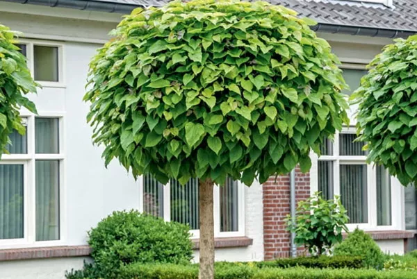 карликова версія Catalpa bignonioides - сорт "Нана" Nana