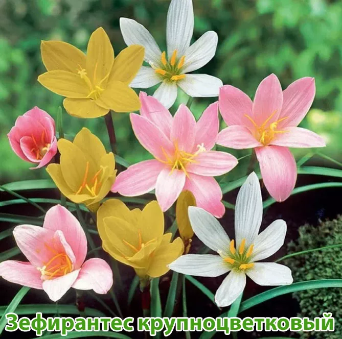 Зефірантес (лат. Zephyranthes)