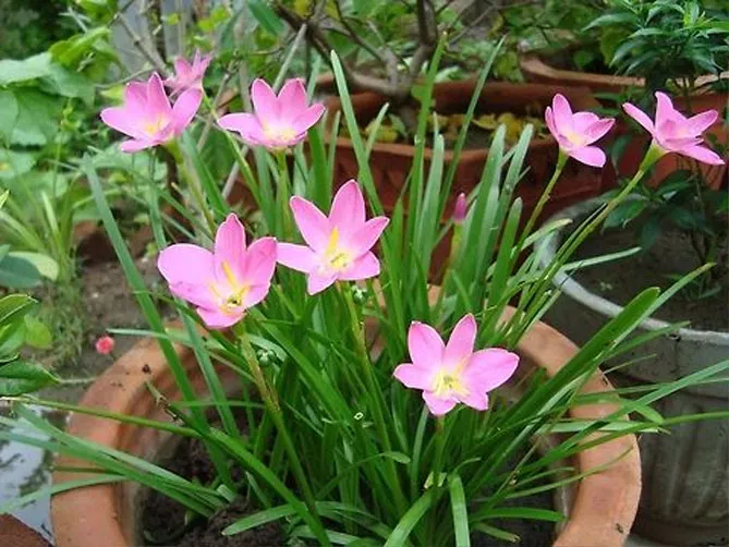 Зефірантес (лат. Zephyranthes)