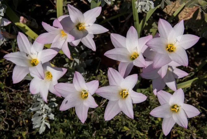 Зефірантес (лат. Zephyranthes)