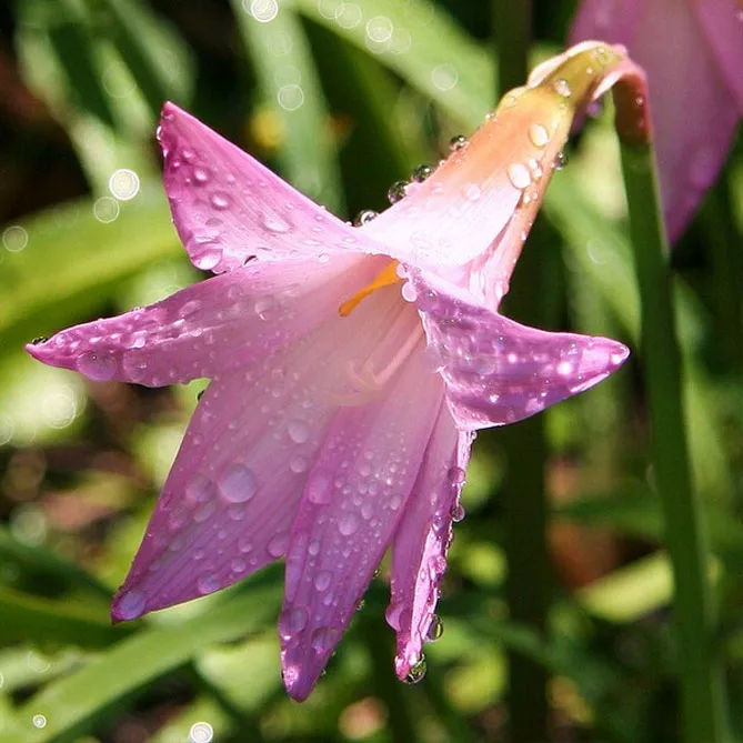 Зефірантес (лат. Zephyranthes)