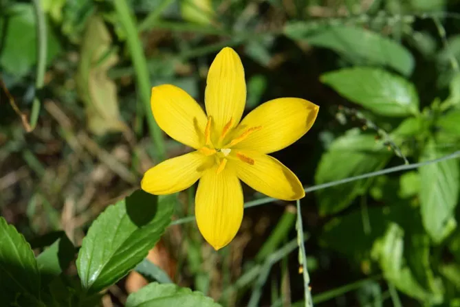 Зефірантес (лат. Zephyranthes)