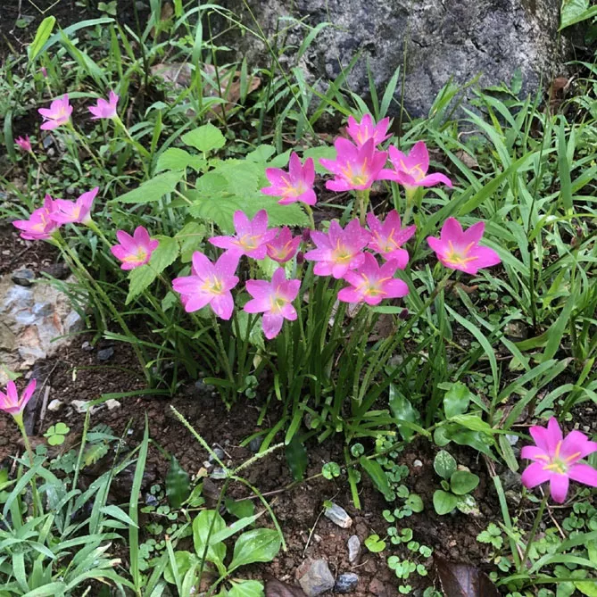 Зефірантес (лат. Zephyranthes)