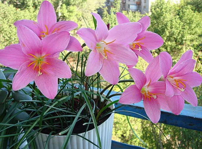 Зефірантес (лат. Zephyranthes)