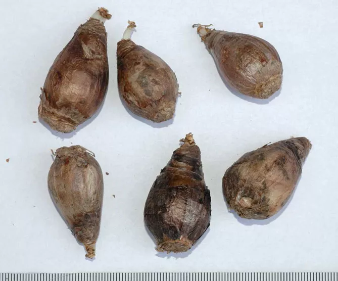 Зефірантес (лат. Zephyranthes)