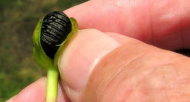 Зефірантес (лат. Zephyranthes)