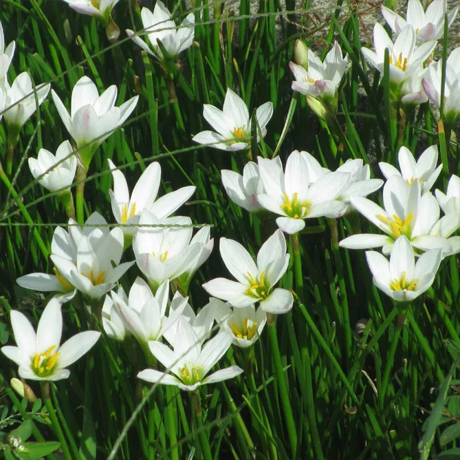 Зефірантес (лат. Zephyranthes)