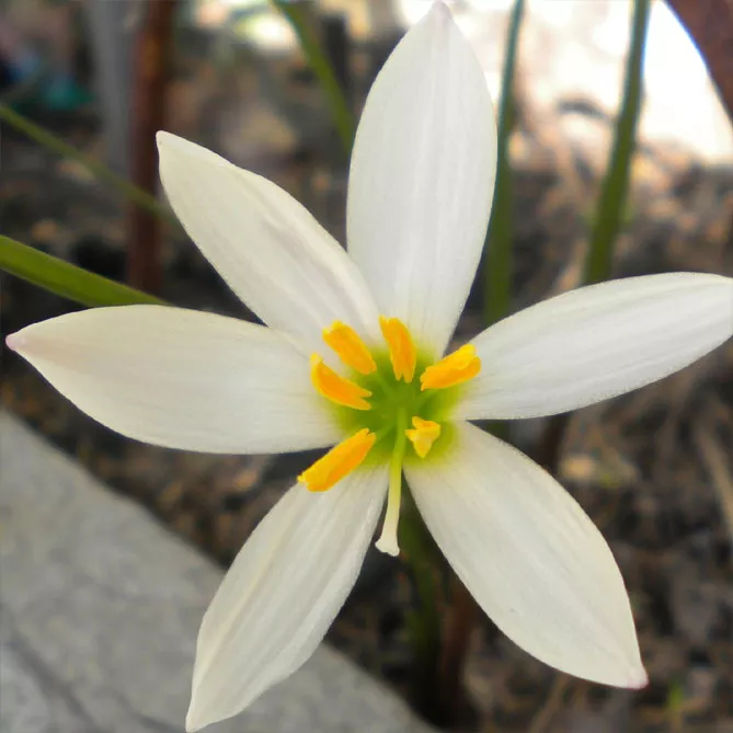 Зефірантес (лат. Zephyranthes)