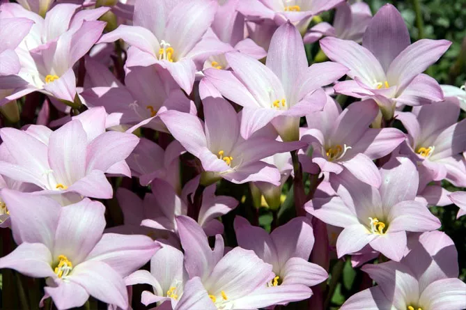 Зефірантес (лат. Zephyranthes)