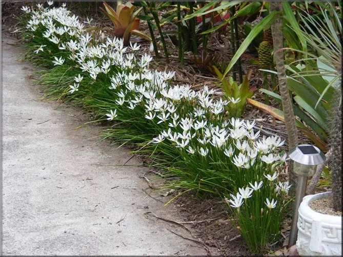 Зефірантес (лат. Zephyranthes)