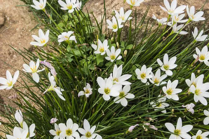 Зефірантес (лат. Zephyranthes)