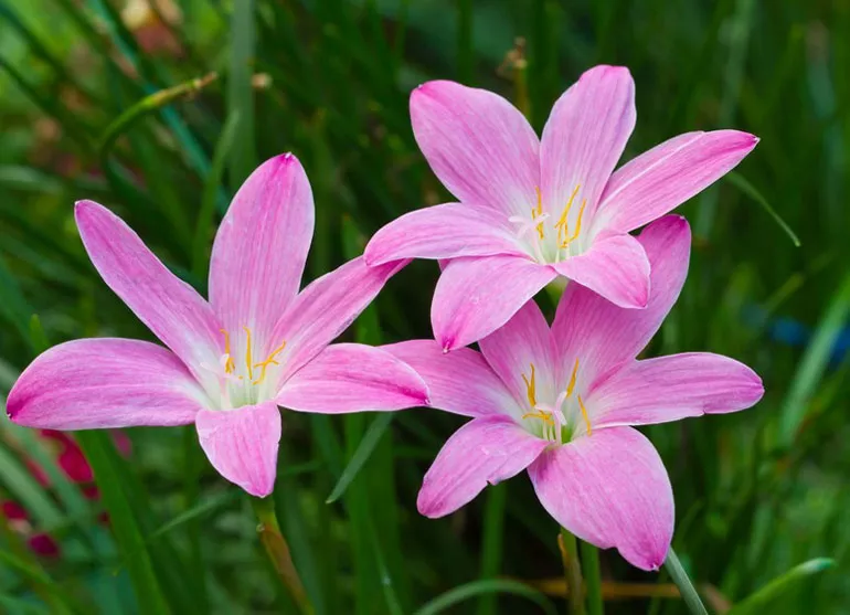 Зефірантес (лат. Zephyranthes)