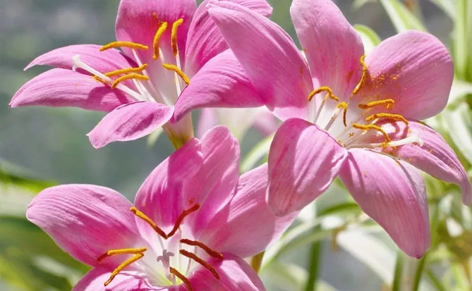 Зефірантес (лат. Zephyranthes)