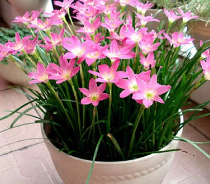 Зефірантес (лат. Zephyranthes)