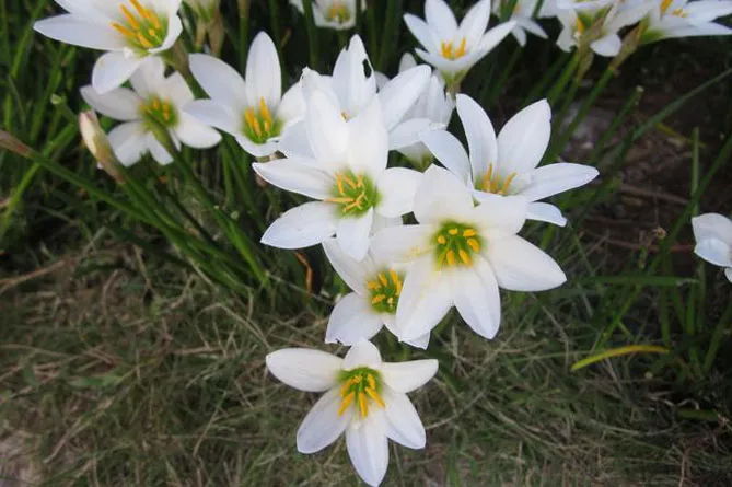 Зефірантес (лат. Zephyranthes)