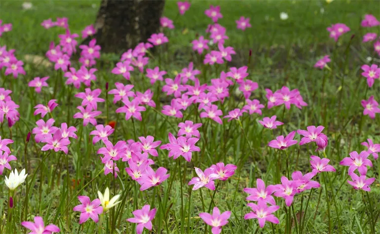 Зефірантес (лат. Zephyranthes)