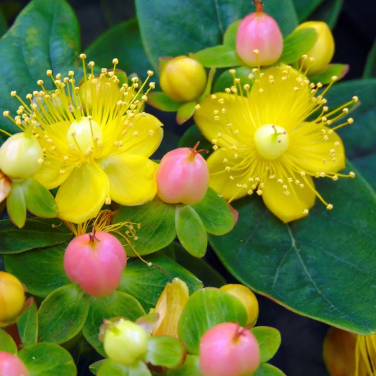 Звіробій (лат. Hypericum) 