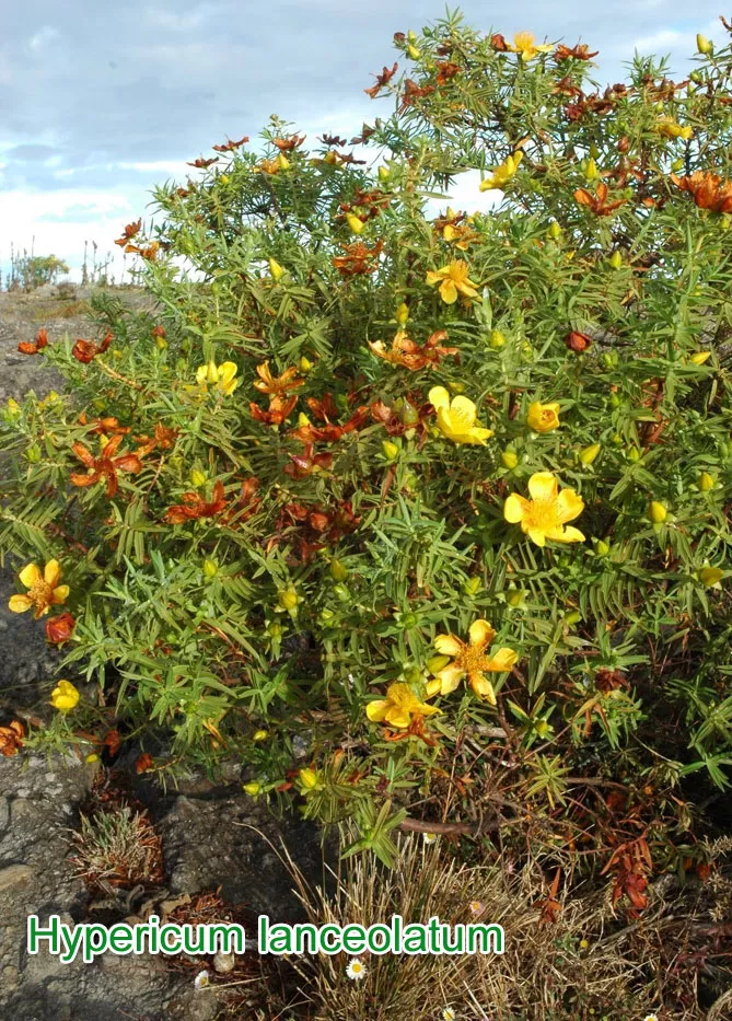 деревовидний звіробій Hypericum lanceolatum