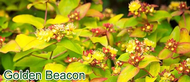  звіробій  "Голден бекон" Golden Beacon