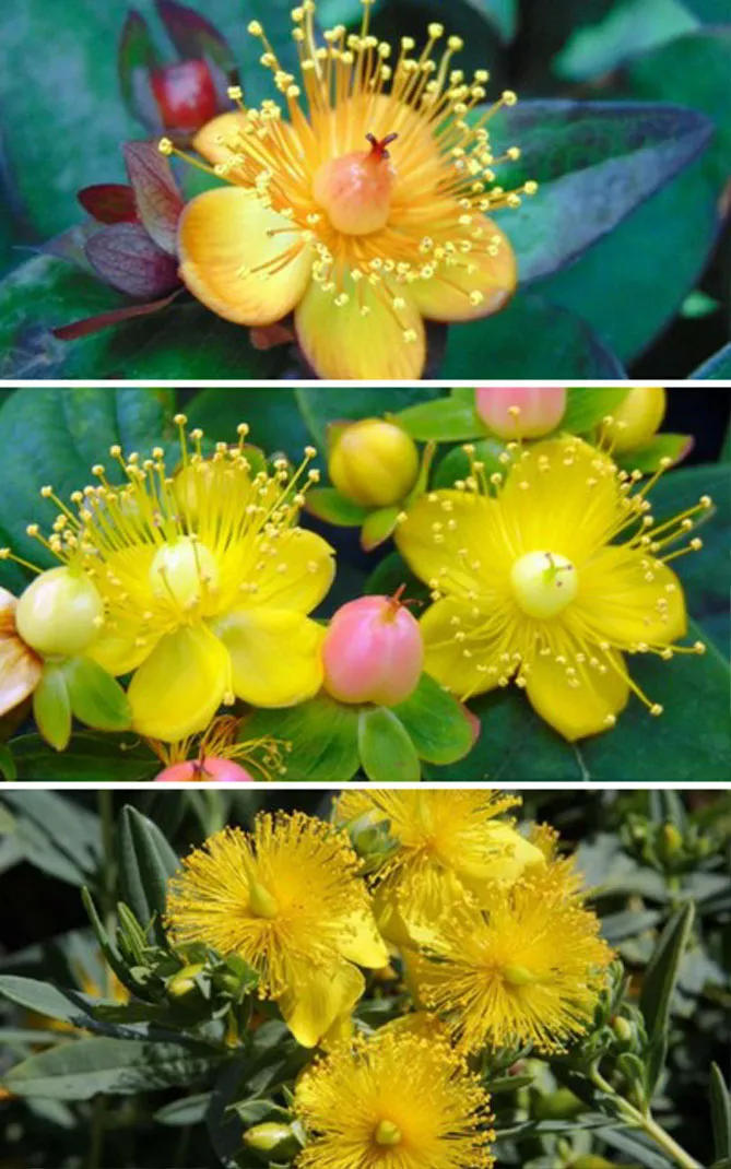 Квітки звіробою