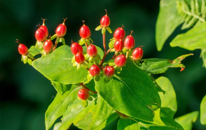 плід звіробою