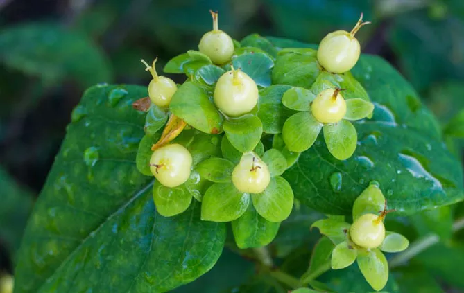 плоди звіробою непахнучого