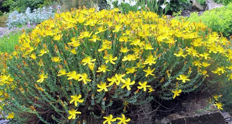 Звіробій (лат. Hypericum) 